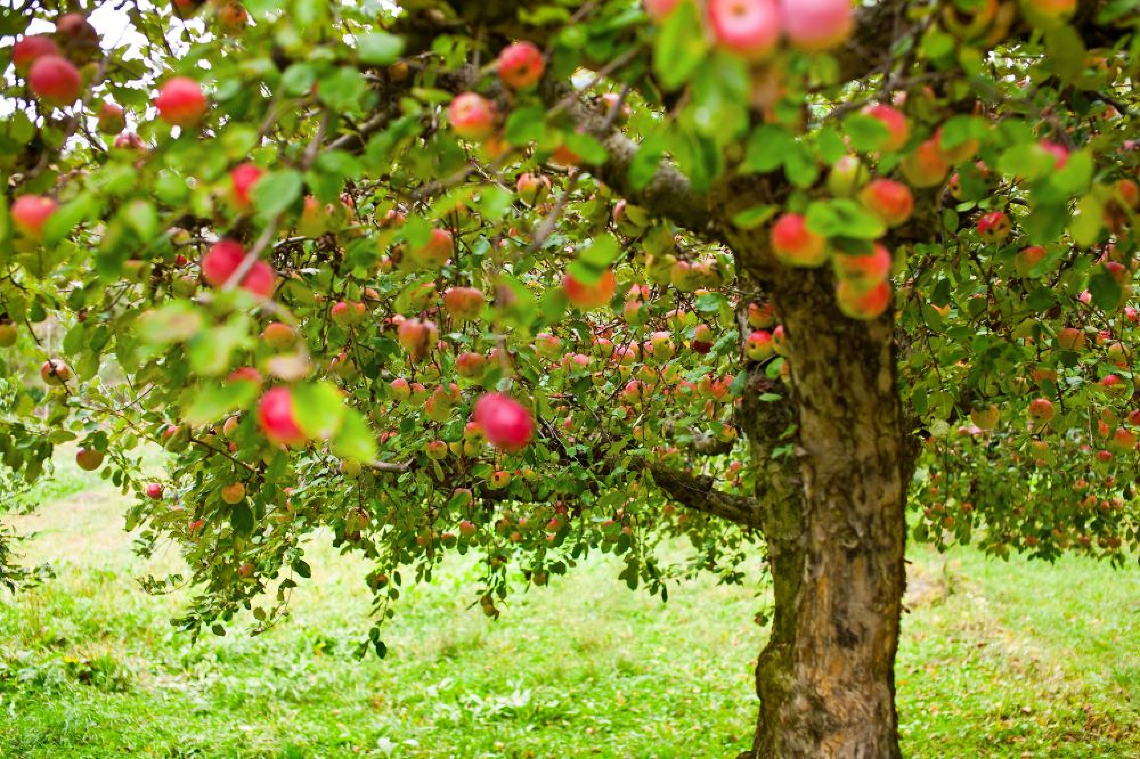 ilustrasi buah apel - Beautyversity 2.jpg